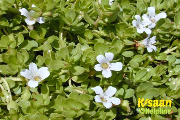 Brahmi (ब्राह्मी)